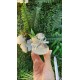 Cam Kolonya Şişesi, Yeşillik Süslemeli, Yapay Çiçekli Nikah Şekeri